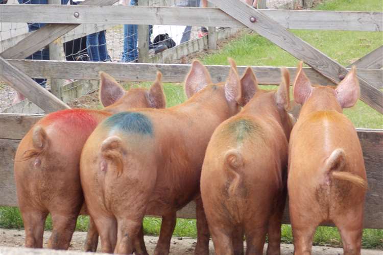 Rare Breeds pigs